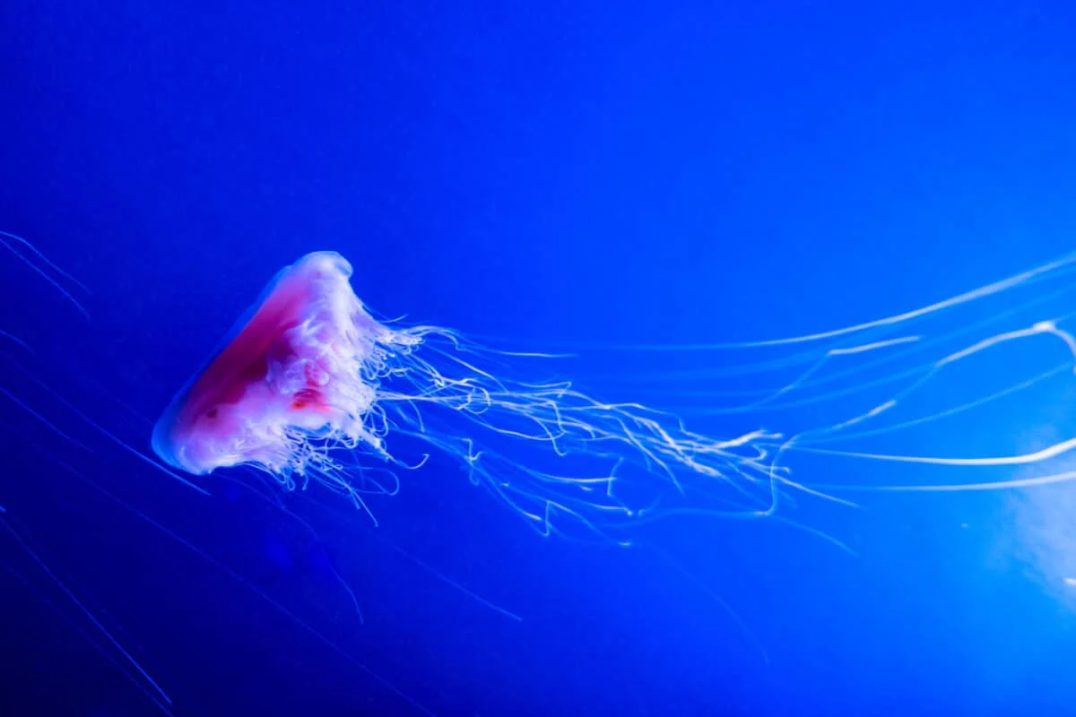 Lions Mane Jellyfish Cyanea capillata
