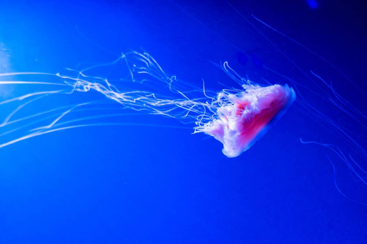 Lions Mane Jellyfish Cyanea capillata.