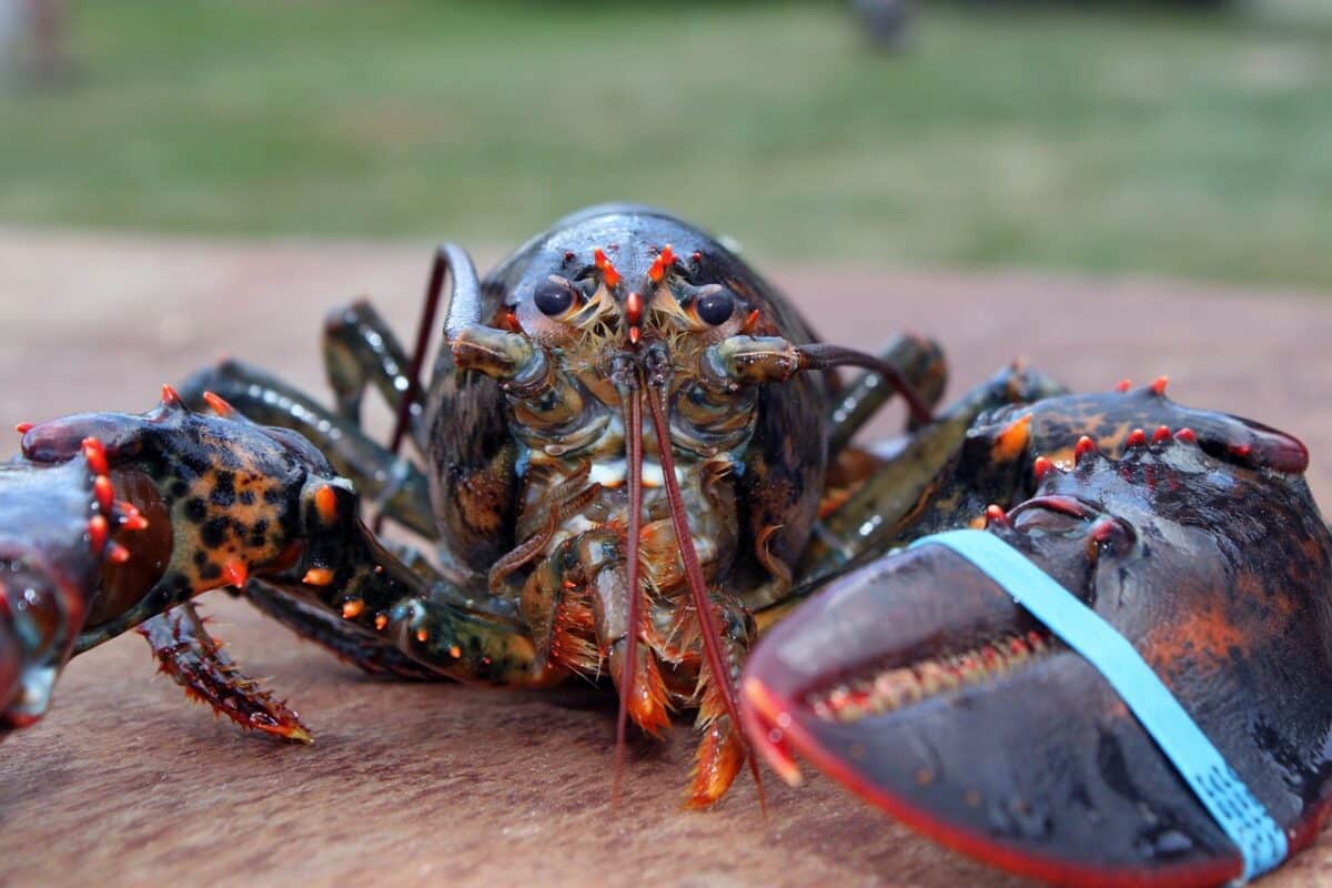 largest lobsters ever caught