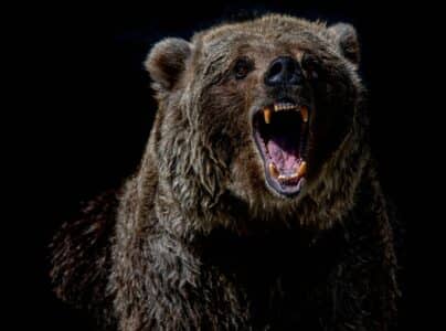 The Largest Brown Bear Recorded (1,500 lb)