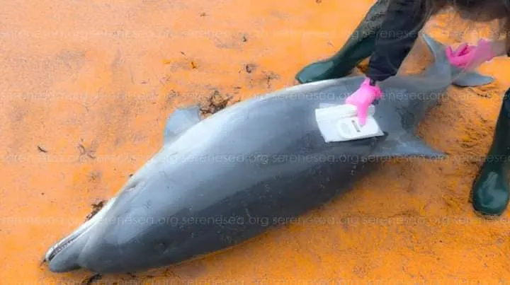 Mass Deaths of Dolphins in Black Sea Linked to Russian Actions