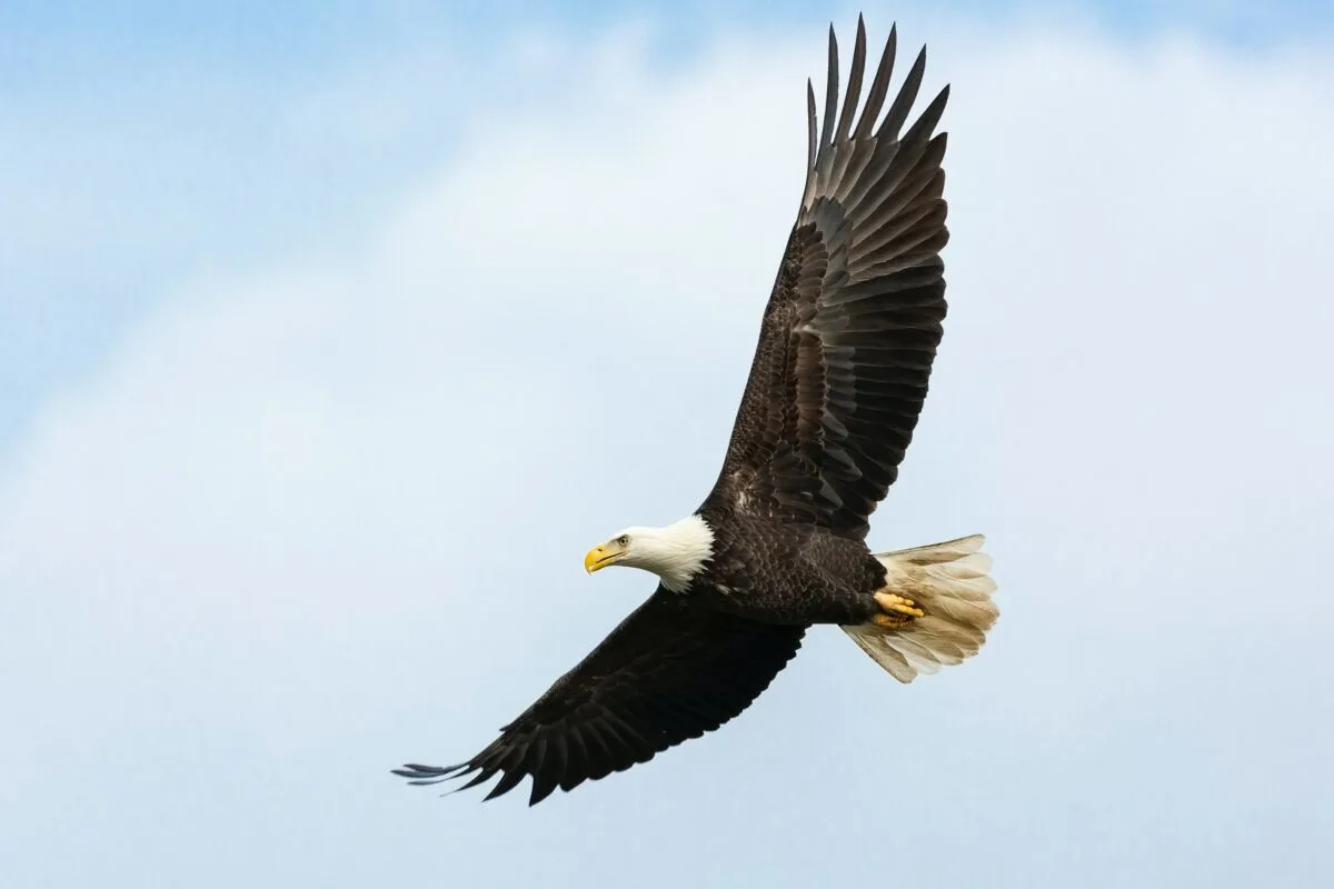 Bald Eagle Swoops Down and Snatches Small Dog