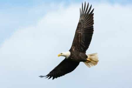 Discover Bald Eagle Spiritual Meaning