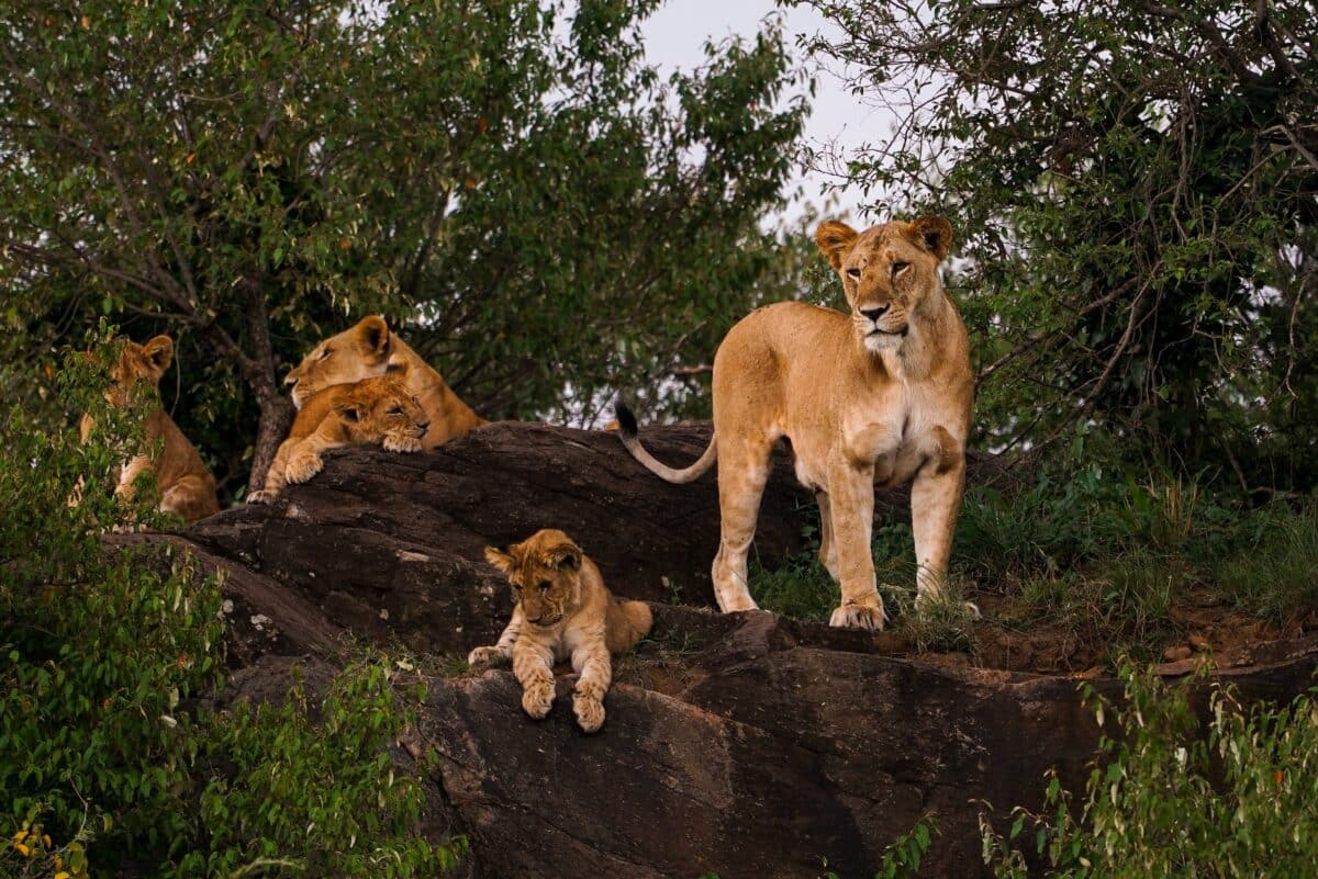 Motherly Love: Witness Scenes From Africa's Wild Moms