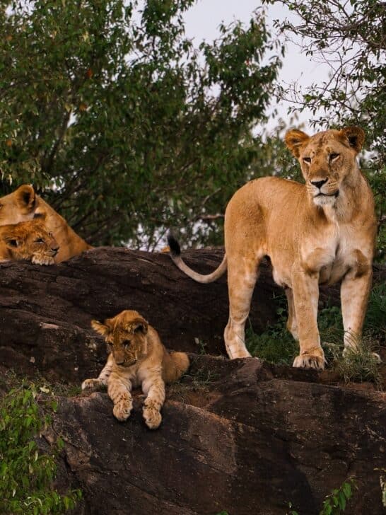 Watch: The Dark Side of Parenting in the Animal Kingdom