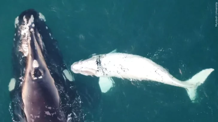 Rare Leucistic Orca Calf named Frosty Spotted Hunting by California Coast