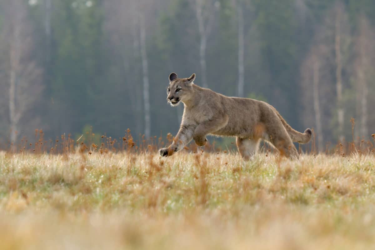 Mountain lion