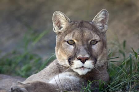 Unveiling the Mystique: Exploring Texas’s Mountain Lion Population
