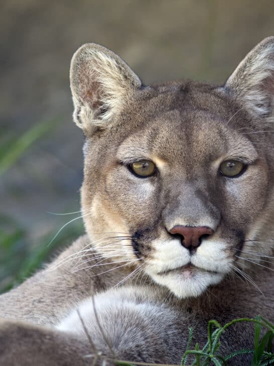 Unveiling the Mystique: Exploring Texas’s Mountain Lion Population