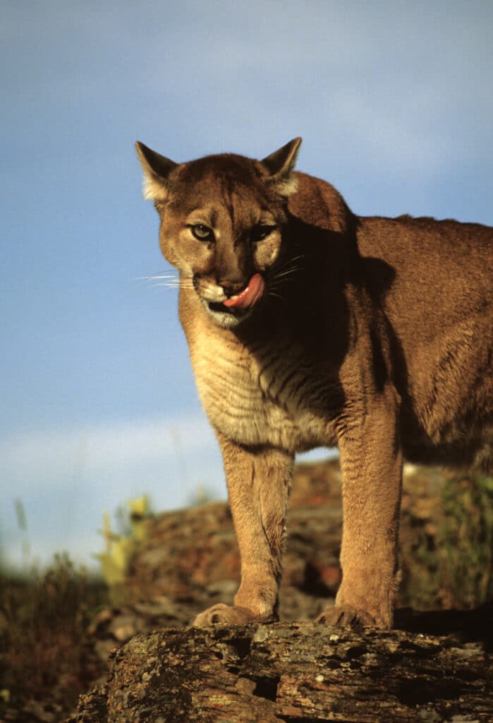 Meet California's Mountain Lion Population