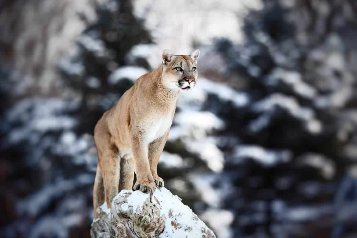 mountain lion