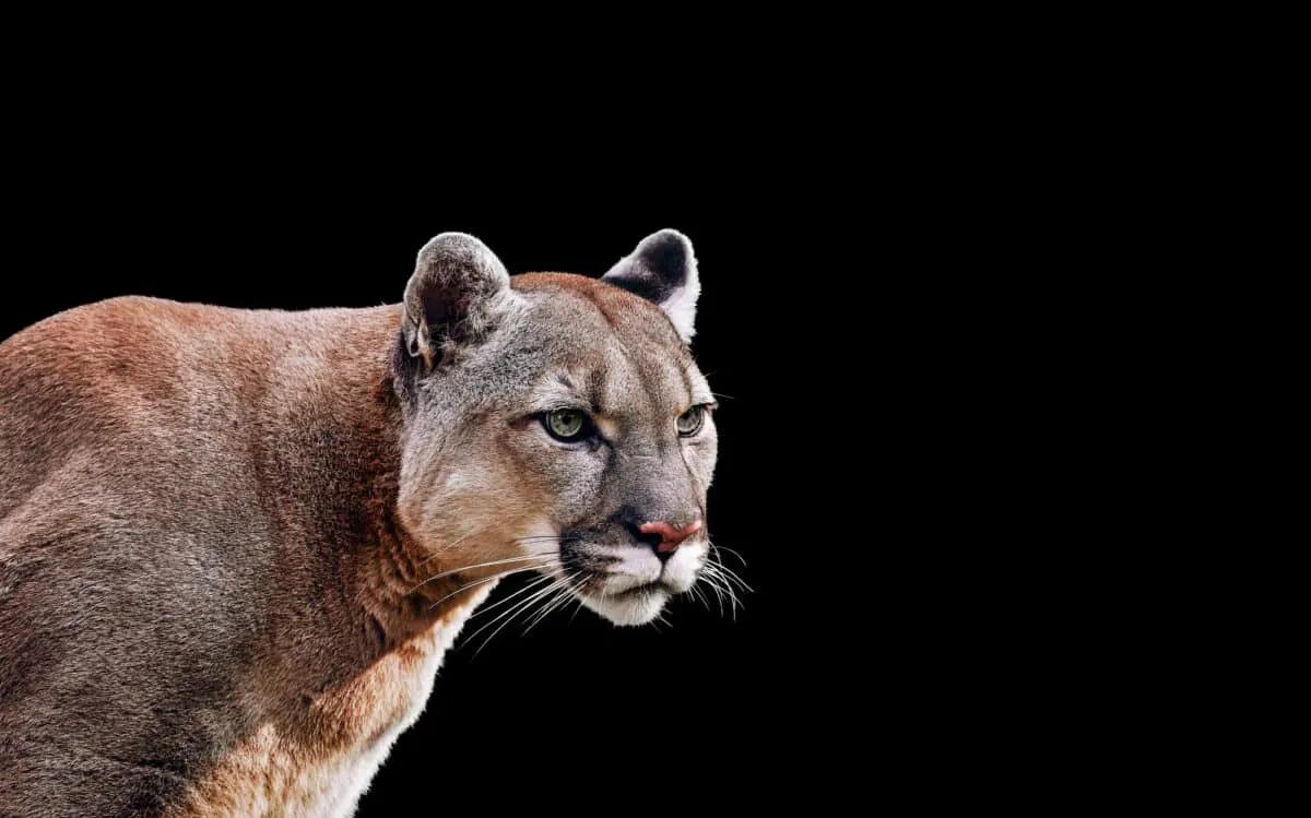 mountain lion