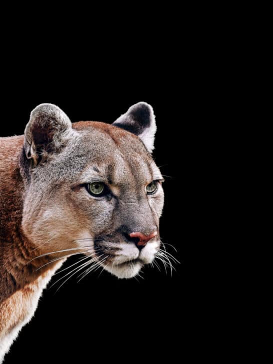 Spotting A Cougar May Be The Universe&rsquo;s Way Of Telling You What You Need