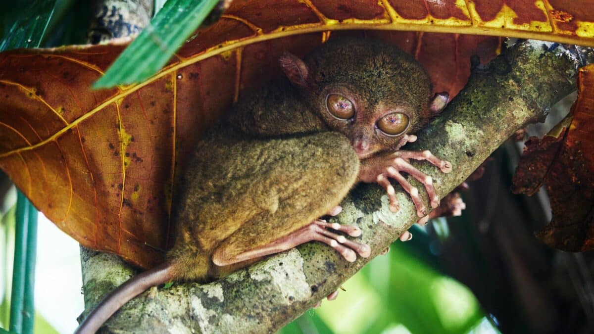 tarsier second smallest species of primate