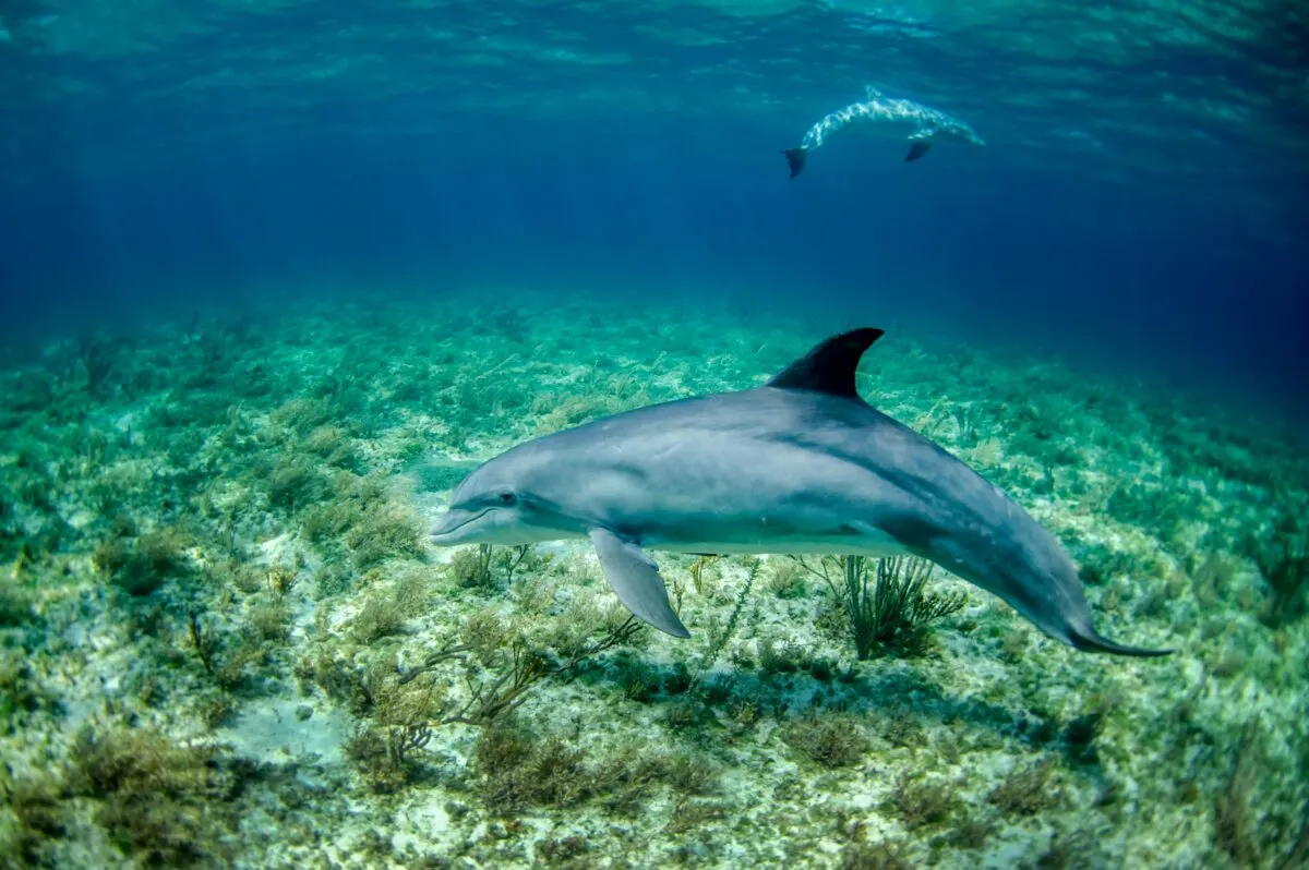 Mass Deaths of Dolphins in Black Sea Linked to Russian Actions