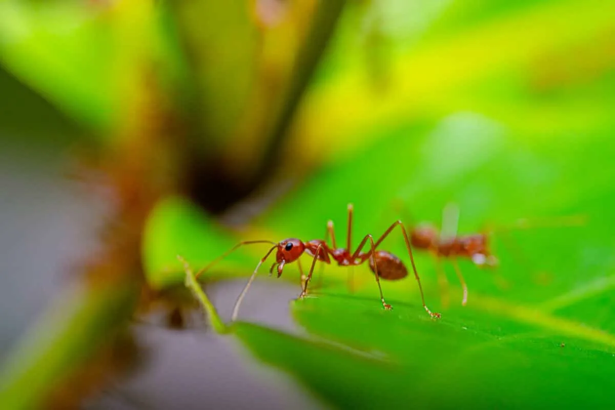 fire ants in florida