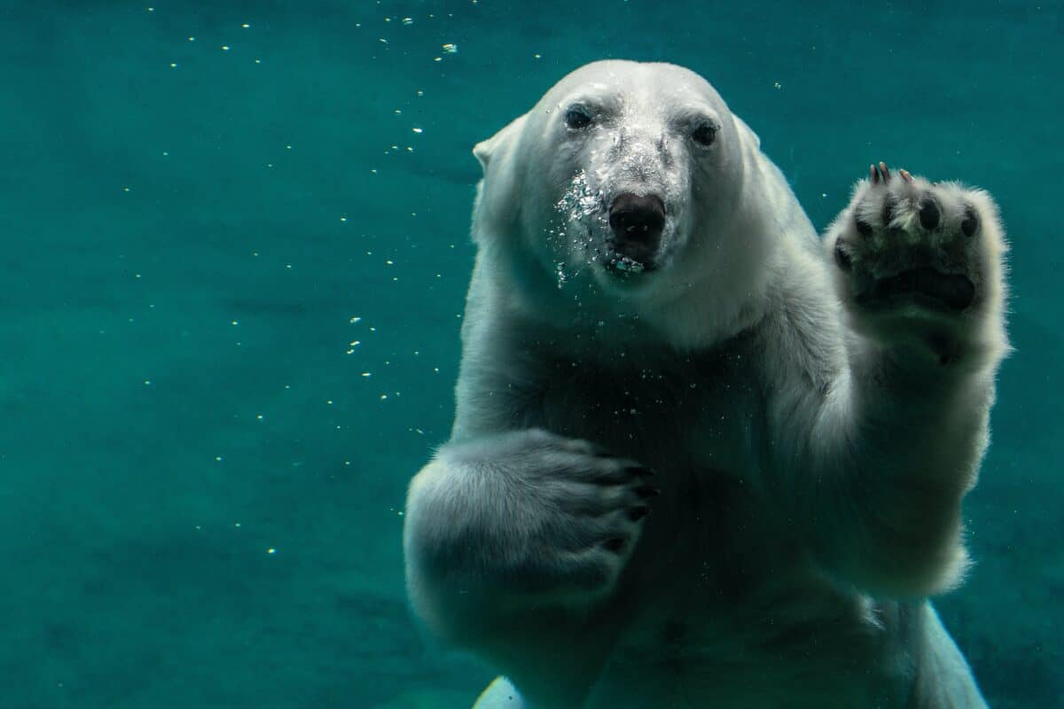 polar bear