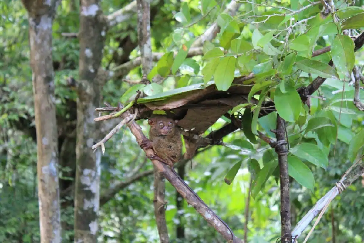 tarsier