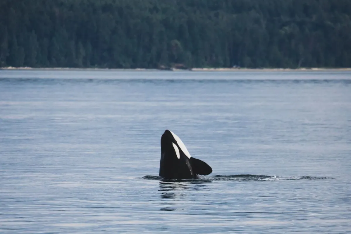 Meet Frosty: The Leucistic Orca making a splash on the West Coast.