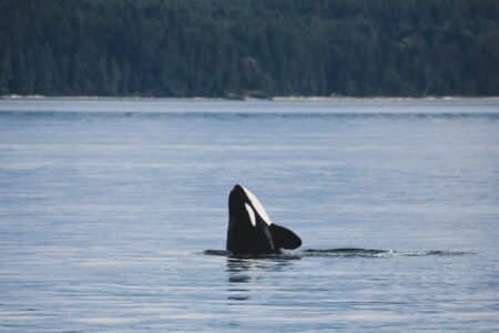 Orca Lures Birds With Fish For A Sneaky Meal