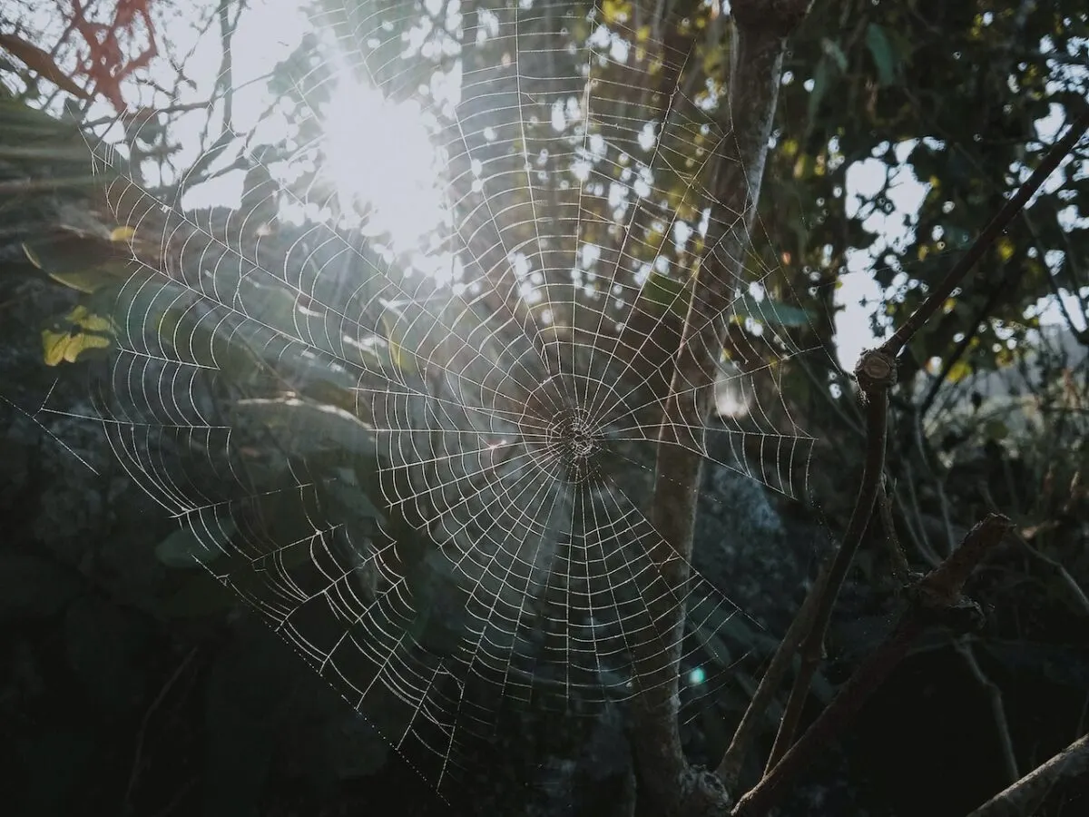 spider web