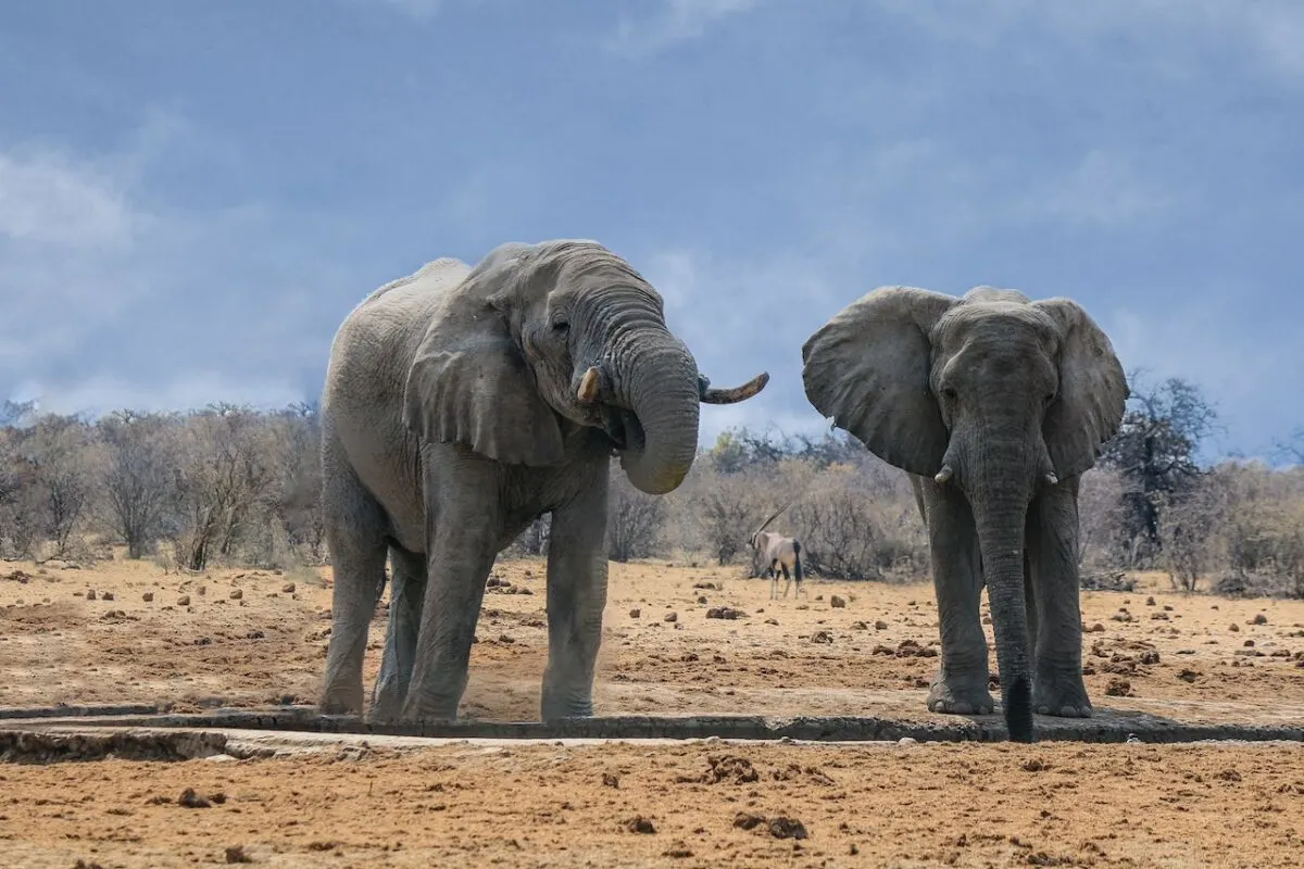 the largest elephant ever recorded
