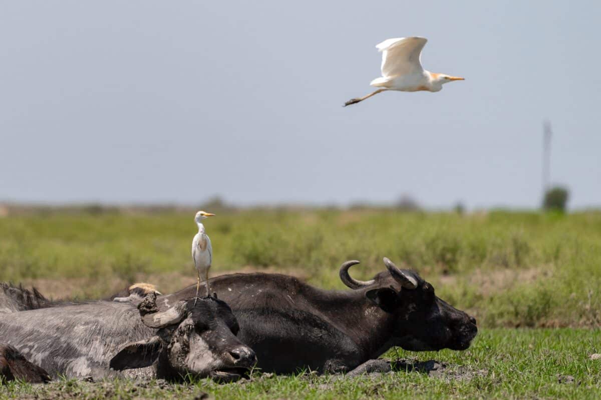 American Buffalo White Egrets