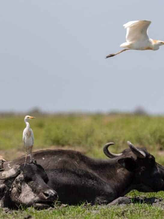 Extraordinary Animal Symbiotic Relationships