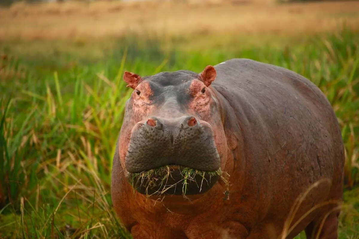 rhinoceros vs. hippopotamus