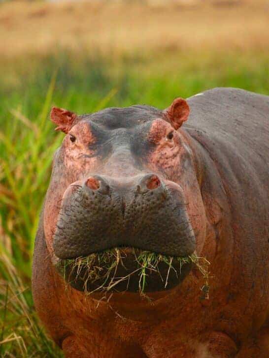 Why You Should Never Approach a Sleeping Hippo