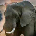 Meet the Largest Elephant Ever Recorded
