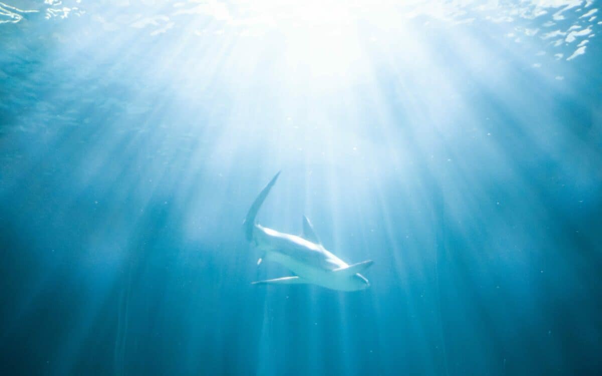 Watch This: Fisherman's Encounter with Massive Tiger Shark