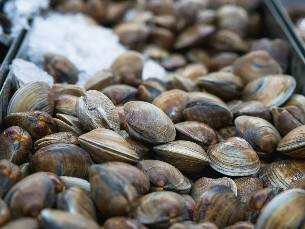 quahog clam