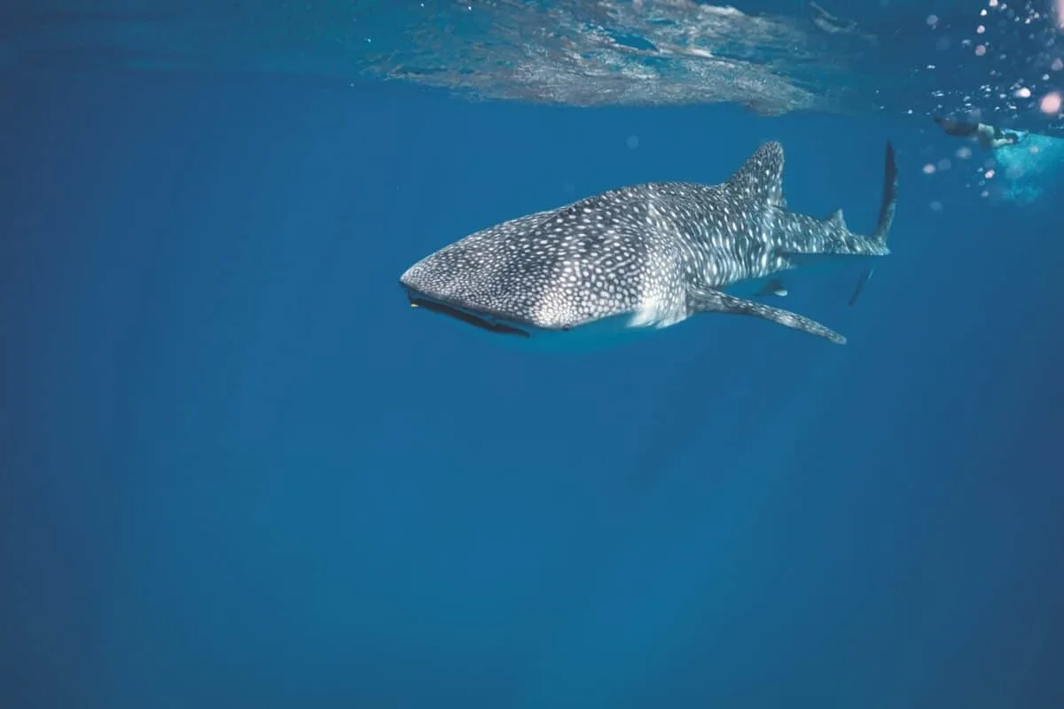 largest whale shark ever