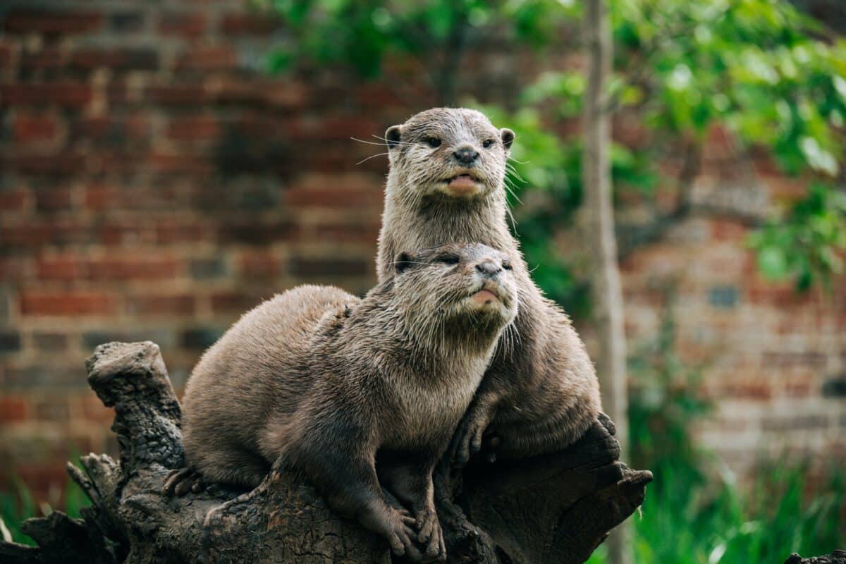 Otters