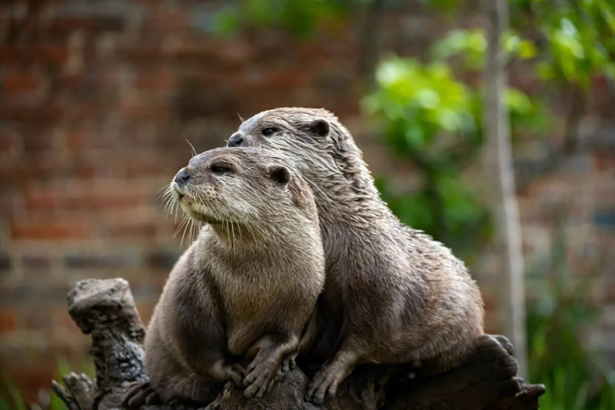 Otterly Amazing: Tilly's Aquatic Lessons for Her Pup