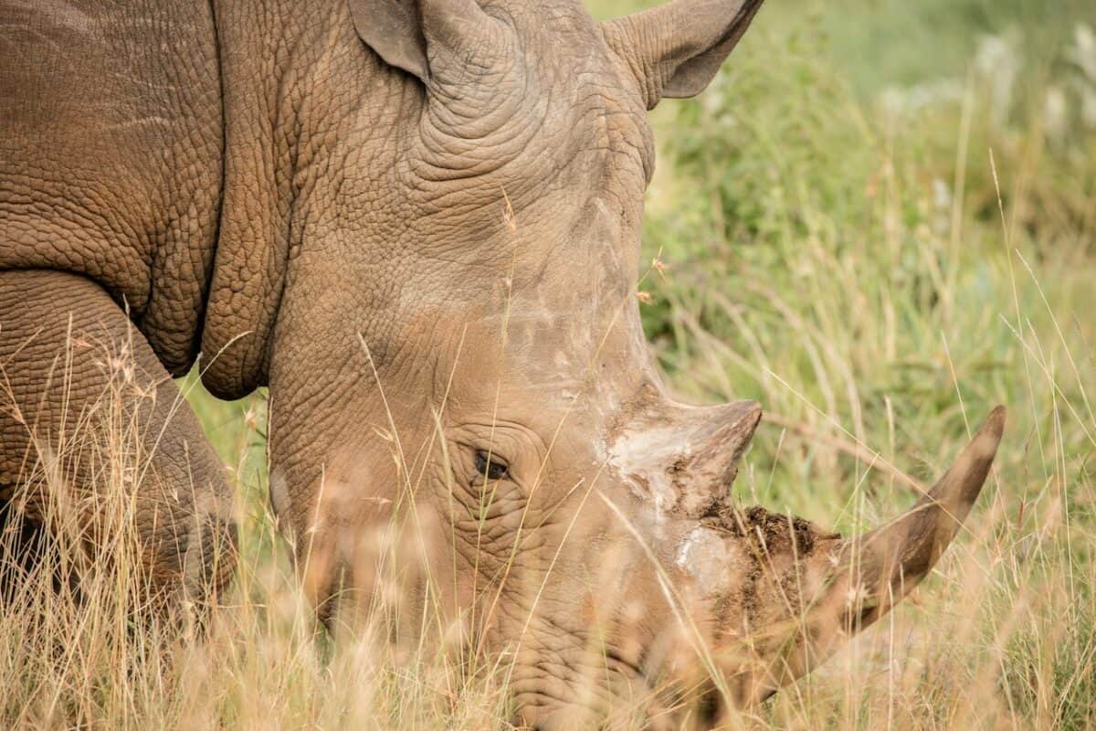 rhinoceros vs. hippopotamus