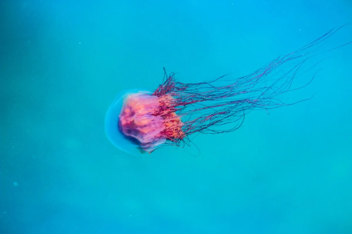 Jelly Fish