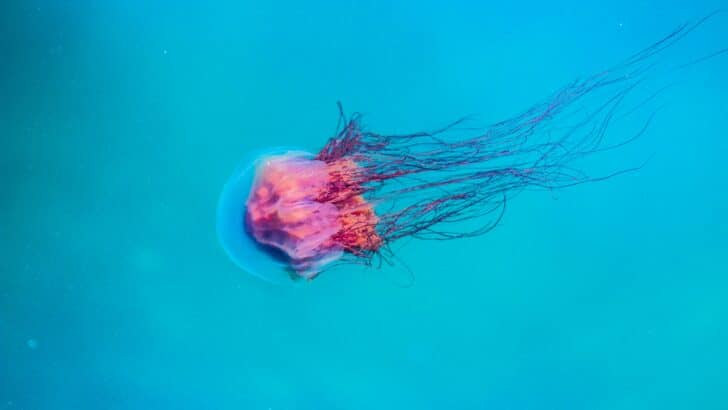 Jelly Fish