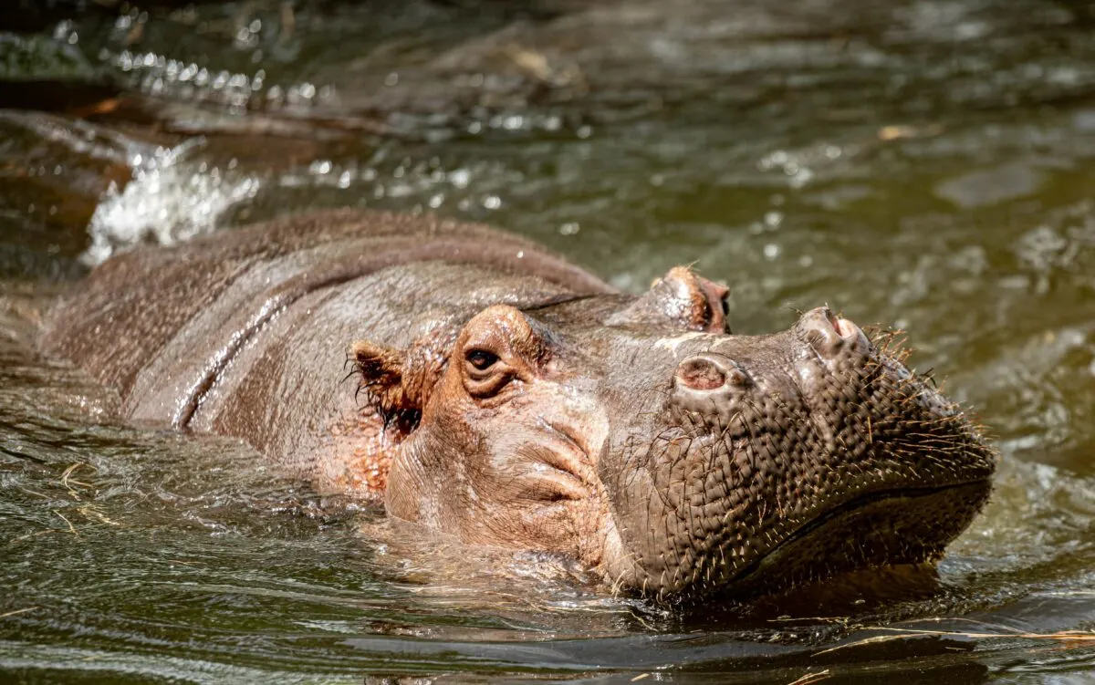 Escobar's Hippos On the Move