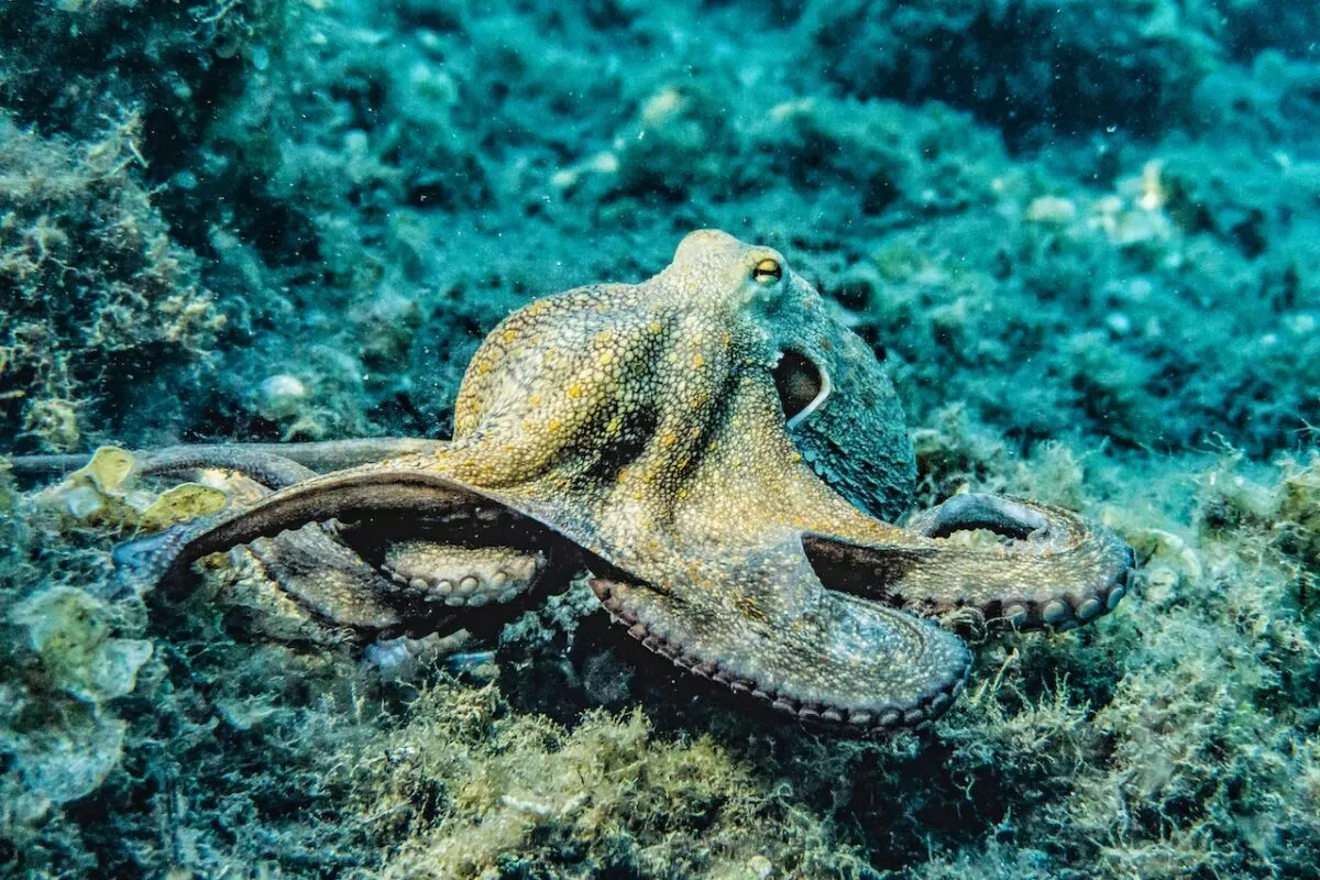 octopus best camouflage 