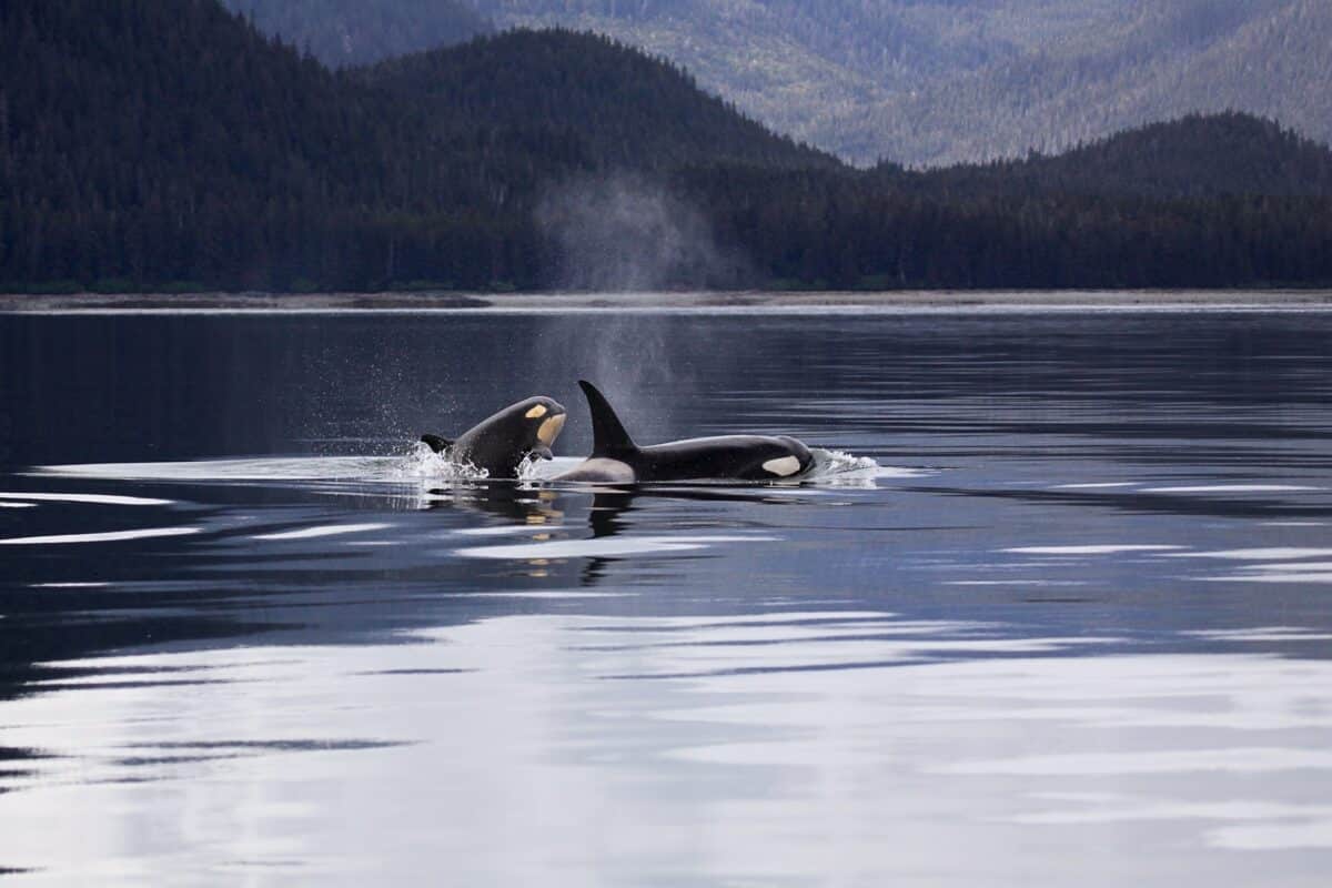 orcas swim past two kids 