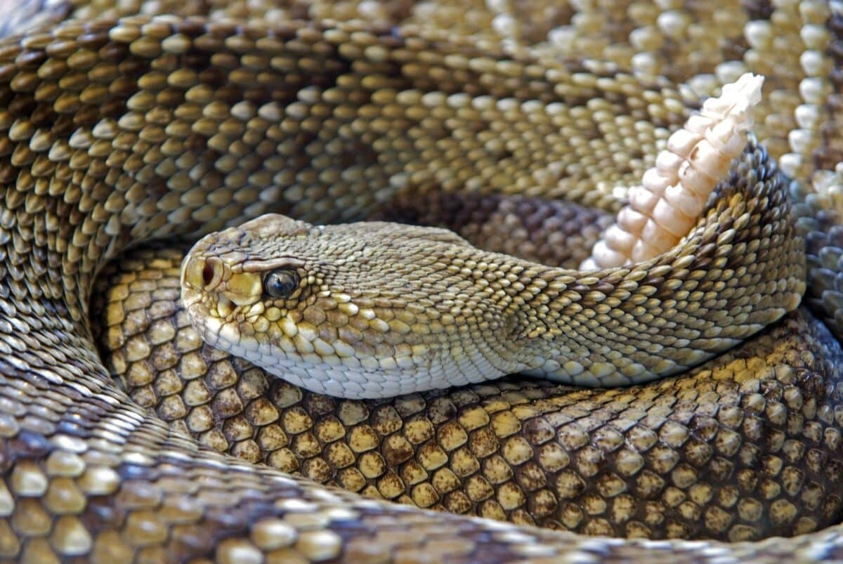 king snakes vs. Mojave snakes