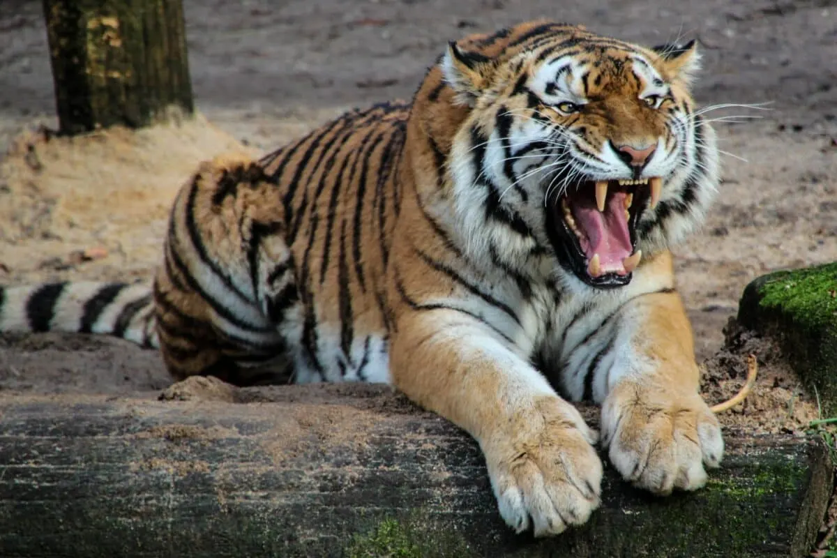 Wildlife Showdown: Tiger and Crocodile Clash Over Prey