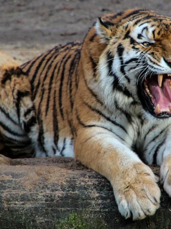 Tiger and Crocodile&rsquo;s Epic Clash Over Prey