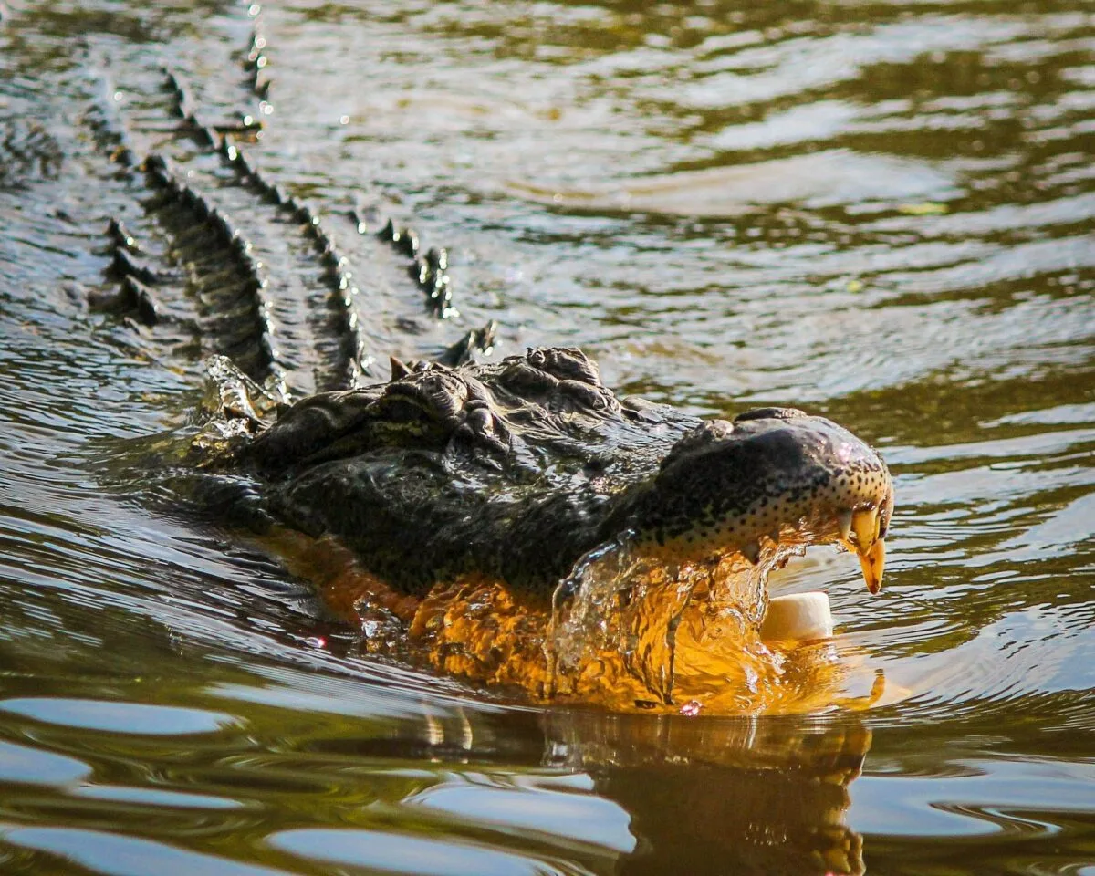 Wildlife Showdown: Tiger and Crocodile Clash Over Prey