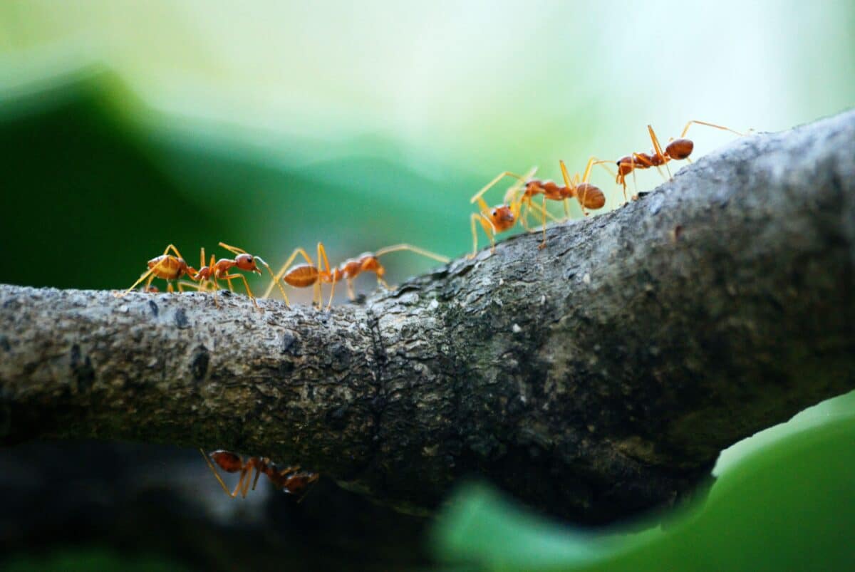 Largest Ant Colony 