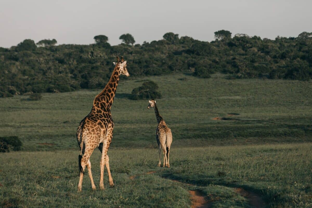 the tallest giraffe ever recorded