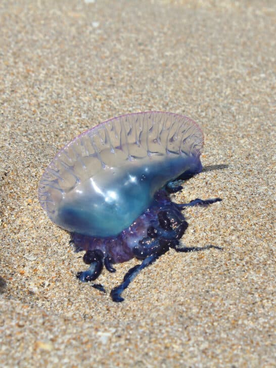Not a Jellyfish: The Portuguese Man O’ War Is Four Creatures in One
