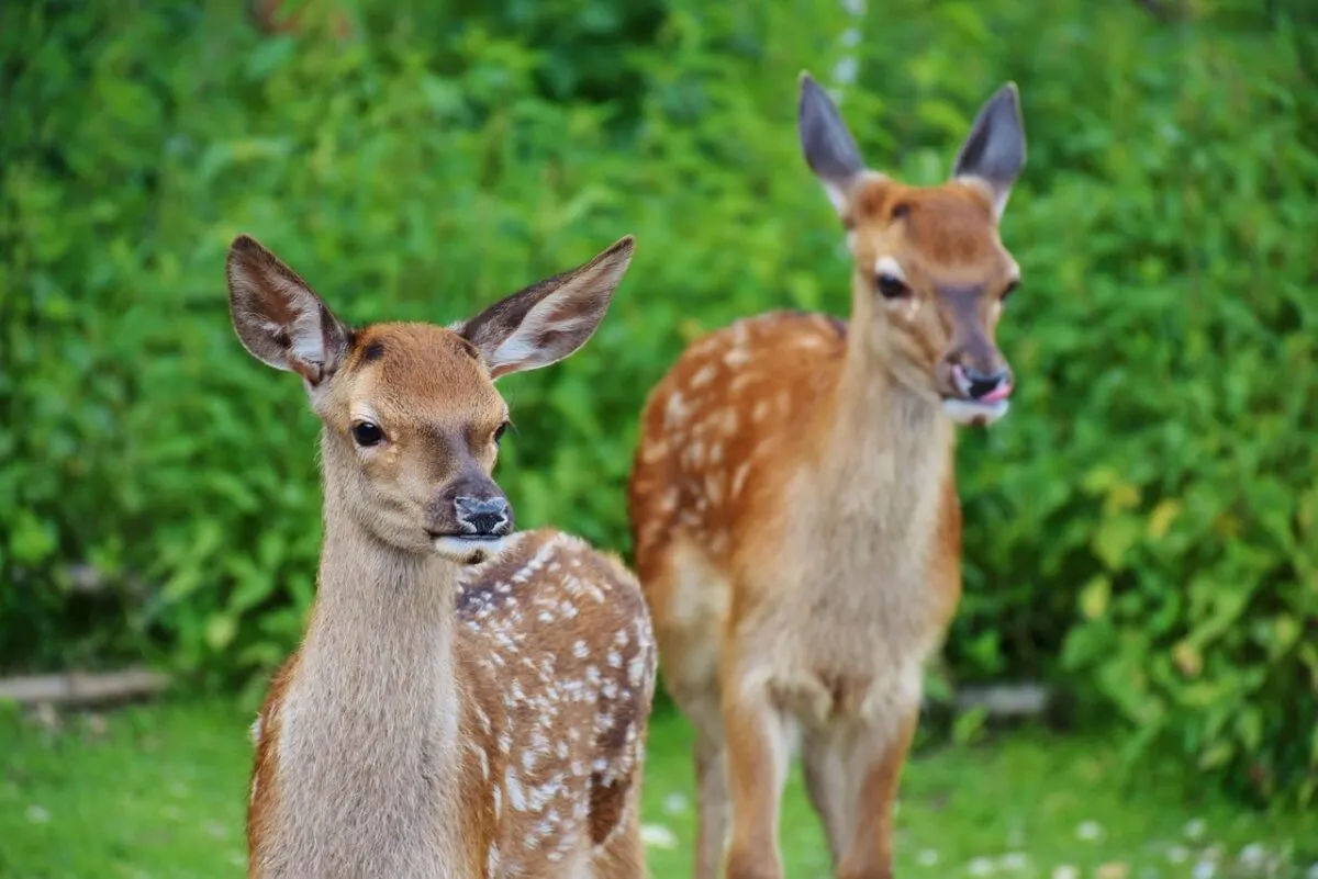 red deer babies